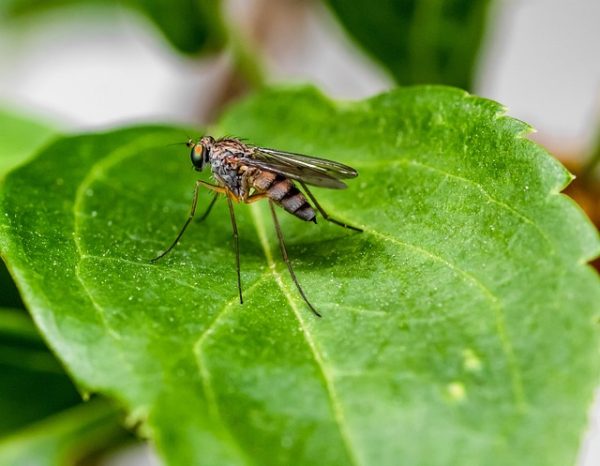 Liberi dalle zanzare: come proteggersi in modo naturale e duraturo